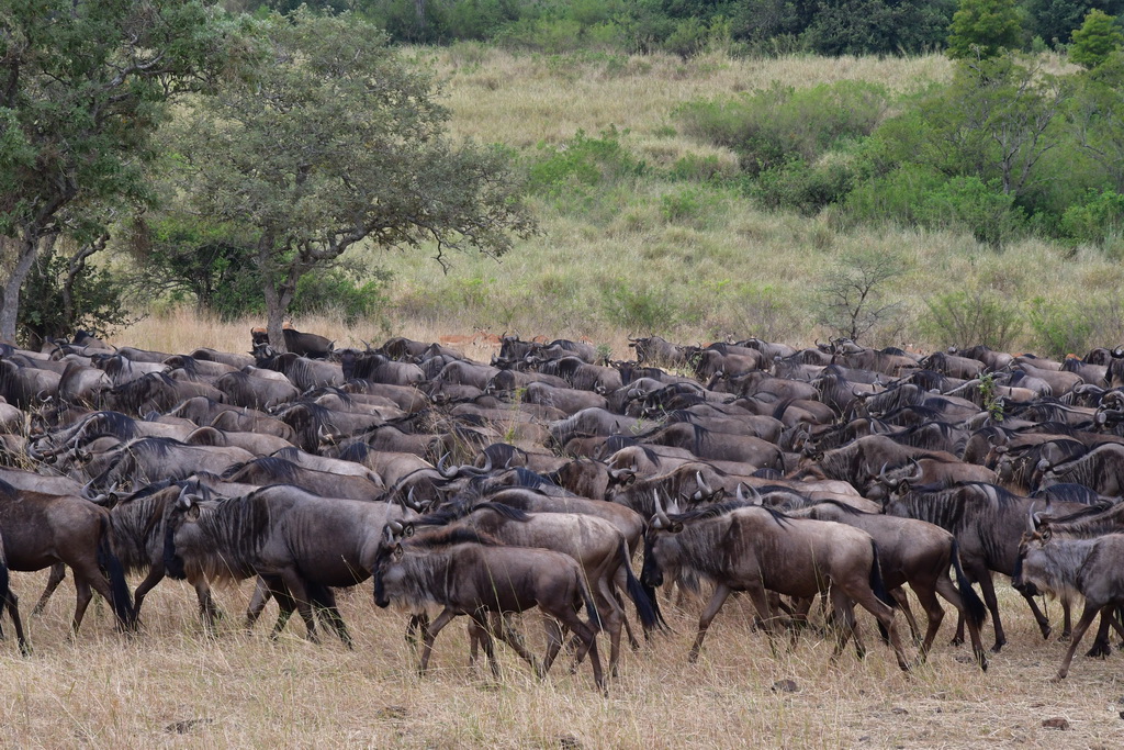 Drive to Central Serengeti